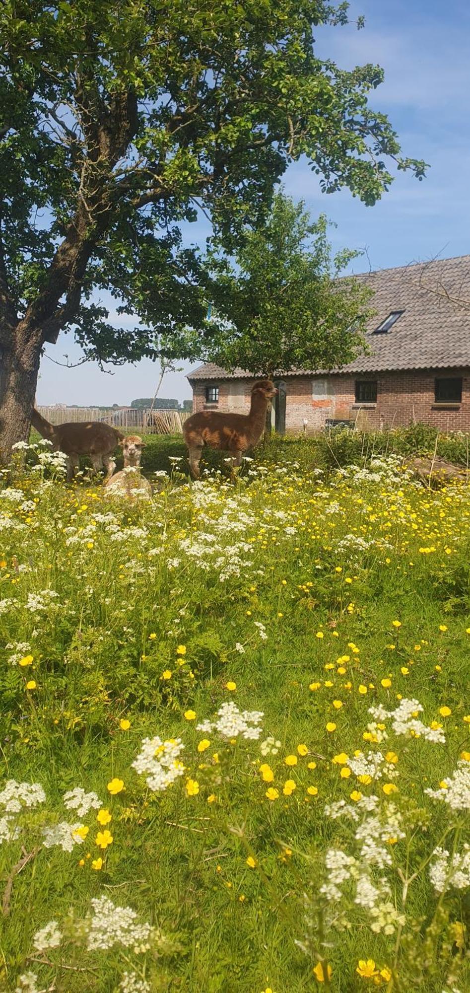 Bed and Breakfast De Wagenloods Alphen aan den Rijn Esterno foto